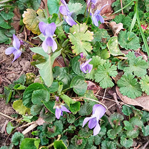 Illatos ibolya (Viola odorata) - MÁRCIUS