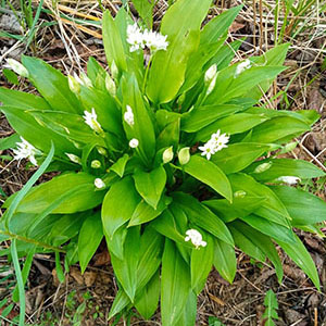 Medvehagyma (Allium ursinum) - FEBRUÁR